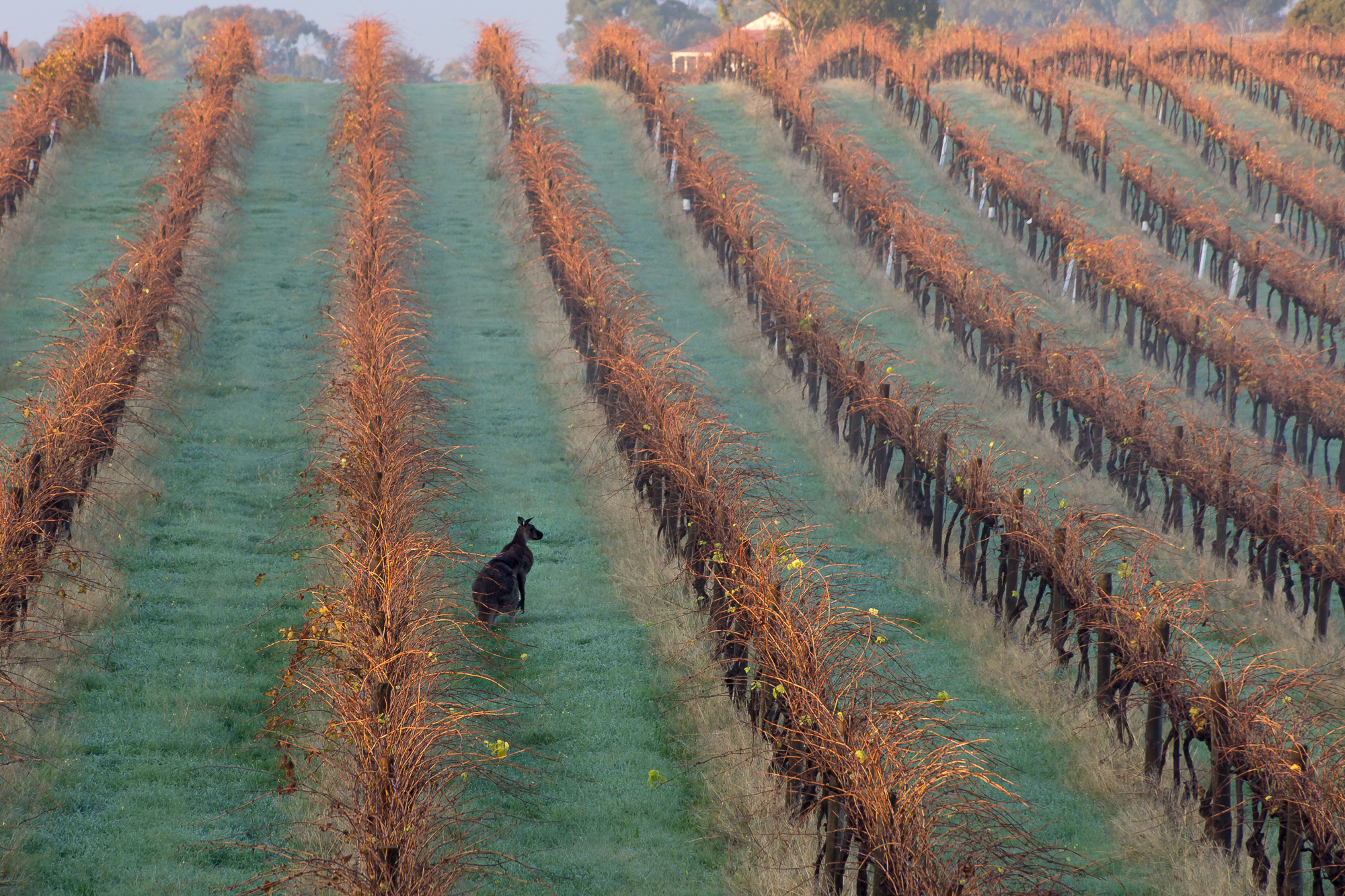 Kangaroo in Vineyard