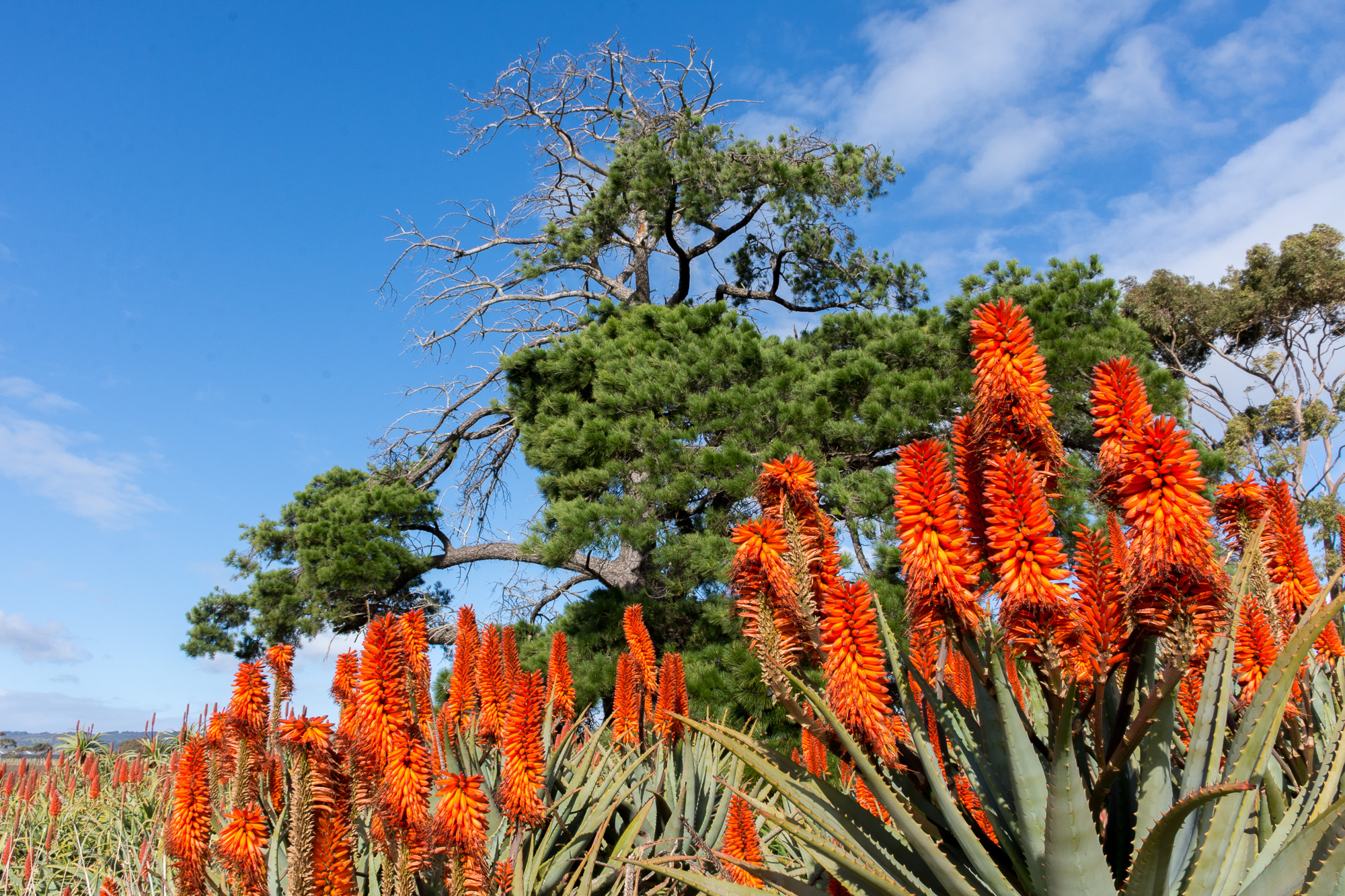 Cactus Flower