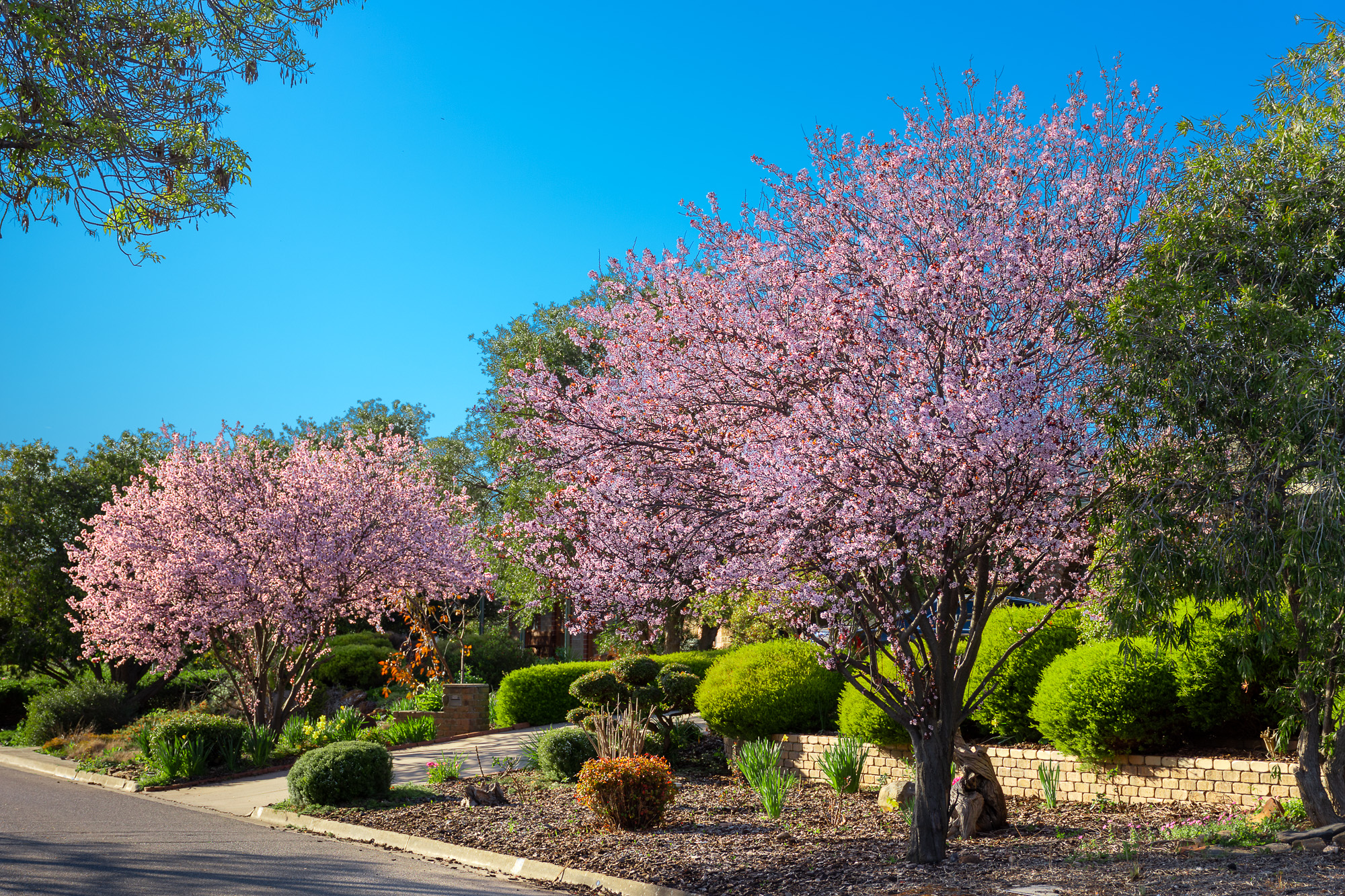Tree in Bloom